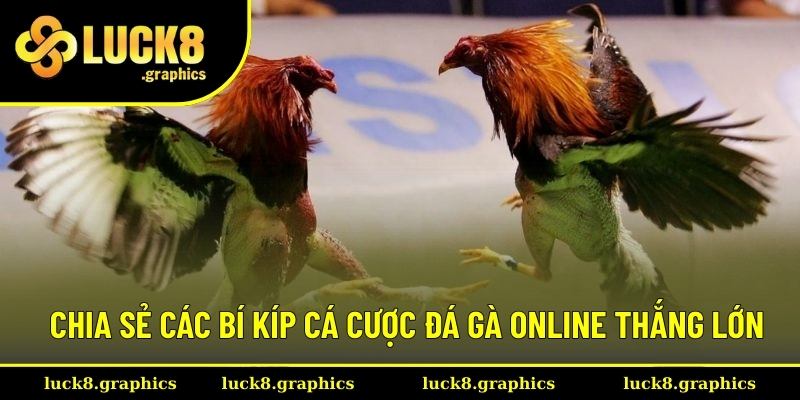 Tổng hợp mẹo cược đá gà hiệu quả nhất