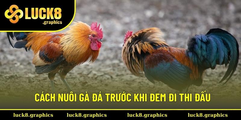 Bật mí cách chăm sóc kê trước khi thi đấu