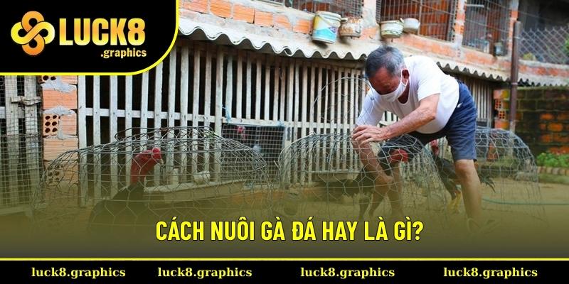Hiểu đúng về cách nuôi gà đá hay