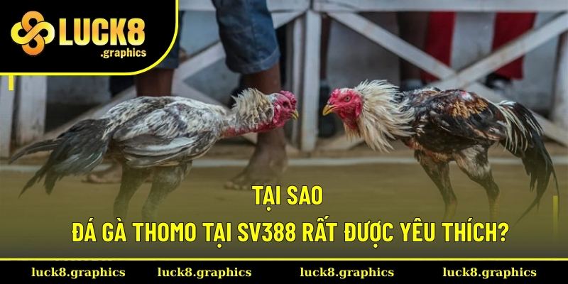 Lý do đấu chọi Thomo SV388 được ưa thích
