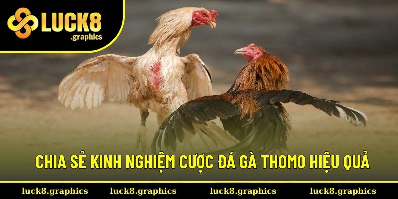 Cẩm nang chơi đá gà Thomo thắng lớn